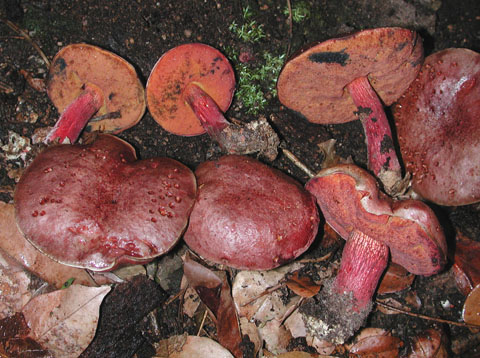 Boletus floridanus