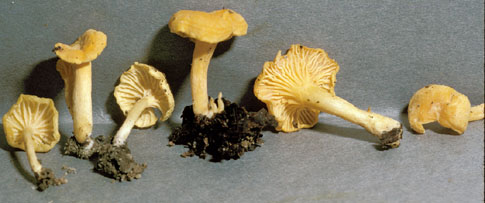 Cantharellus 