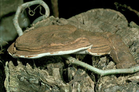 Ganoderma australe