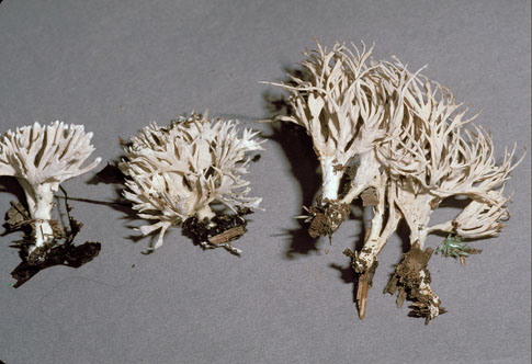 Lachnocladium or Scytinopogon 