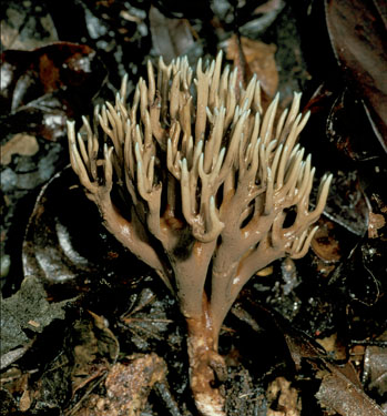 Ramaria cyanocephala