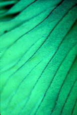 Tricholomopsis totilivida