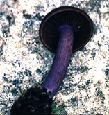Tricholomopsis totilivida