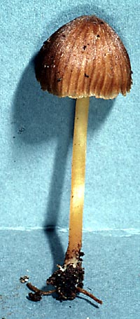 Entoloma viscaurantium