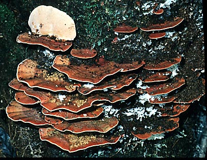 Rigidoporus microporus