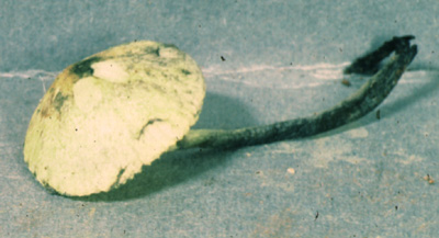 Leucocoprinus sulphurellus