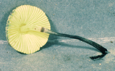 Leucocoprinus sulphurellus