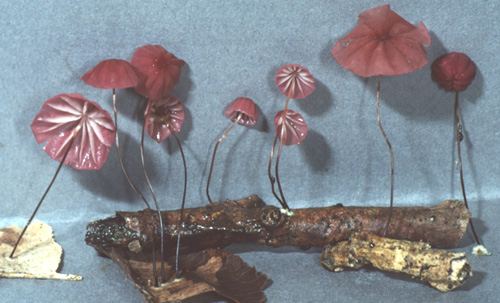 Marasmius haematocephalus