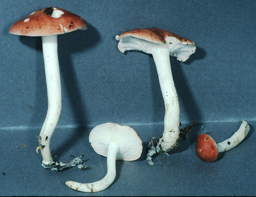 Leucopaxillus gracillimus