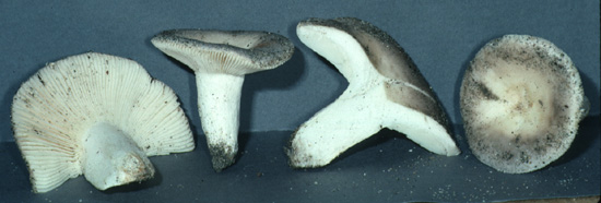 Russula cremeolilacina var. coccolobicola