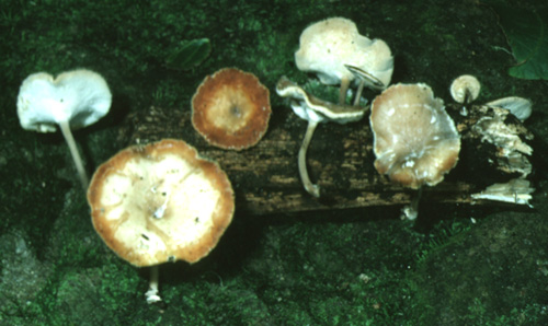 Polyporus tricholoma