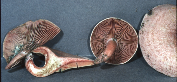 Lactarius cf. subpurpureus