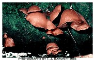 Auricularia fuscosuccinea