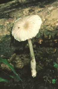 Alboleptonia flavifolia