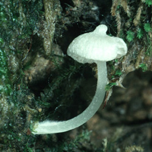 Alboleptonia stylophora