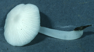 Hydropus cf. subtropicalis