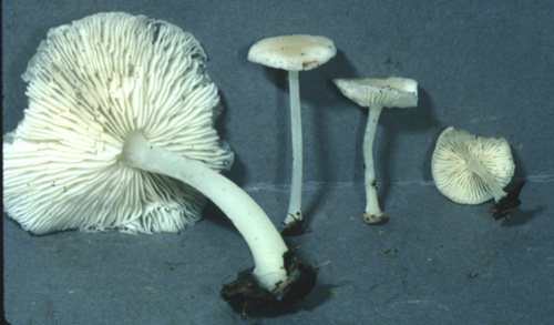 Lactocollybia angiospermarum