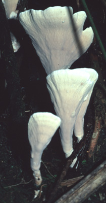 Megaspathula elegans