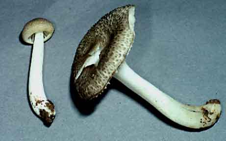 Neoclitocybe sp.