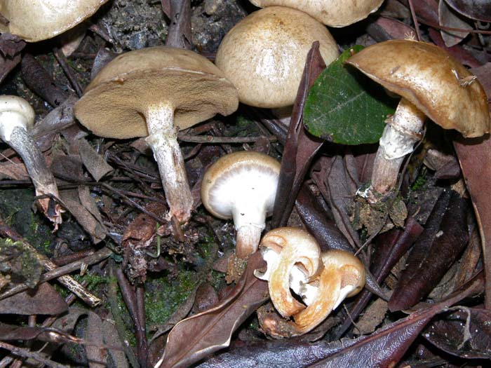 Suillus salmonicolor