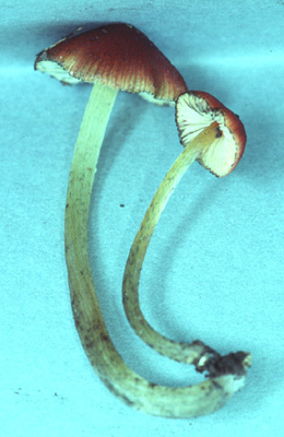 Hygrocybe conica