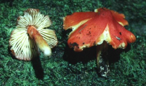 Hygrocybe konradii