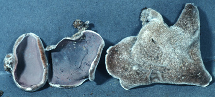 Auricularia polytricha
