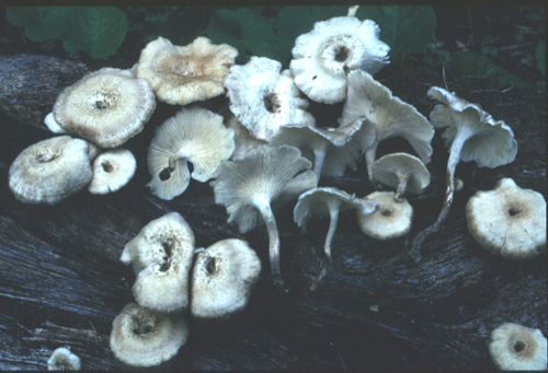 Lentinus crinitus