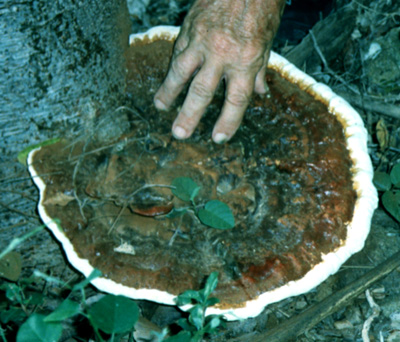 Ganoderma resinaceum