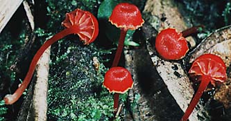 Hygrocybe trinitensis
