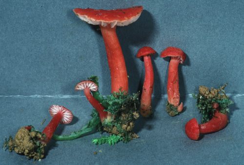 Hygrocybe batistae