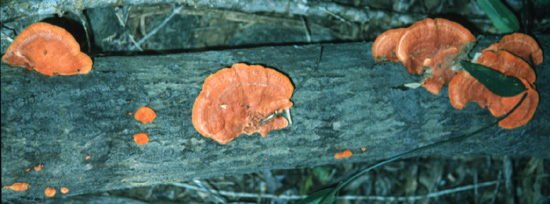 Pycnoporus sanguineus L. ex Fr.