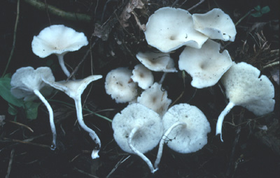 Polyporus tricholoma