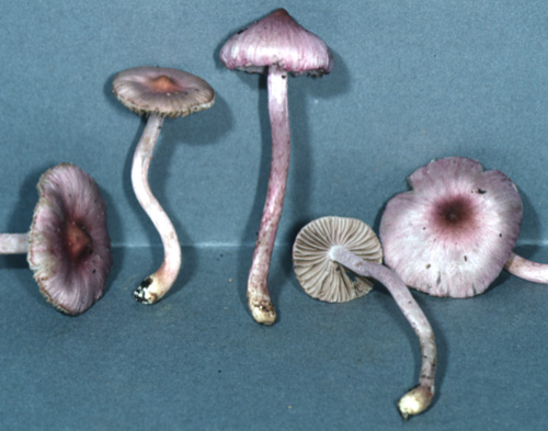 Inocybe lilacina