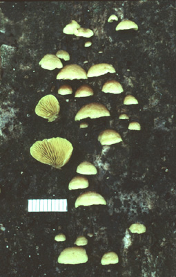 Crepidotus citrinus