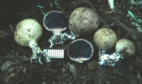 Scleroderma tenereum