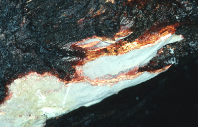 Tinctoporellus epimiltinus