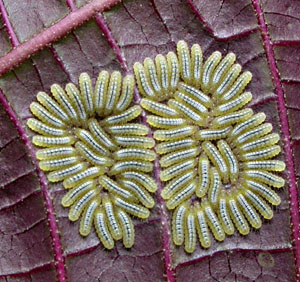 caterpillar aggregate