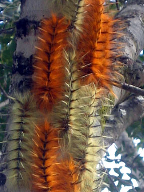 closeup caterpillars