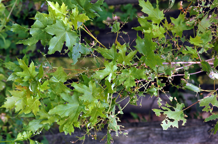 maple leaves