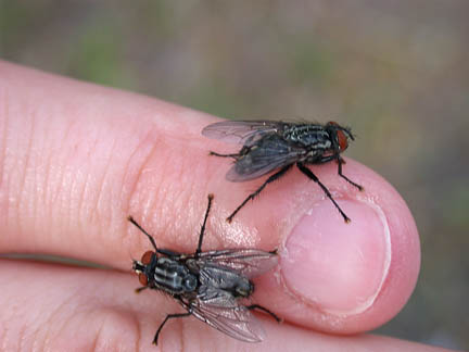 parasitoid flies