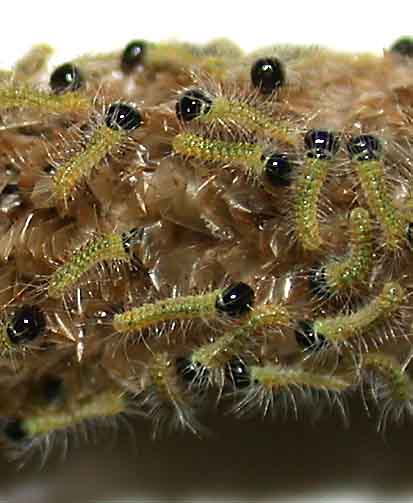 Newly eclosed caterpillars on egg mass