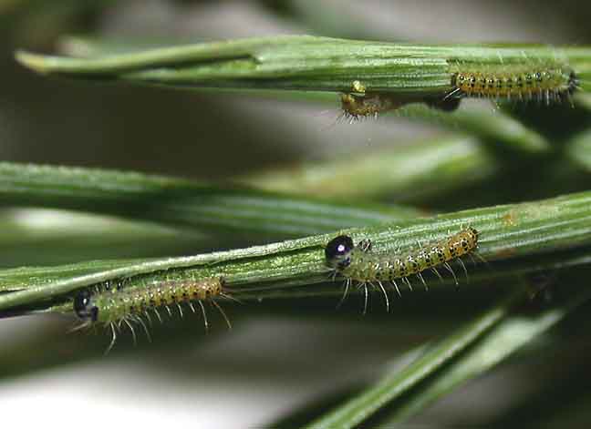 First instar caterpillars feeding on pine needles
