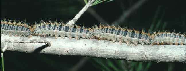 Caterpillars moving to feeding sites at night