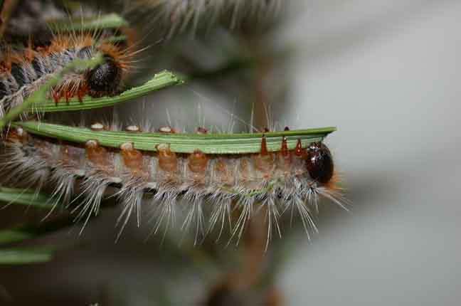 Caterpillars feeding at night