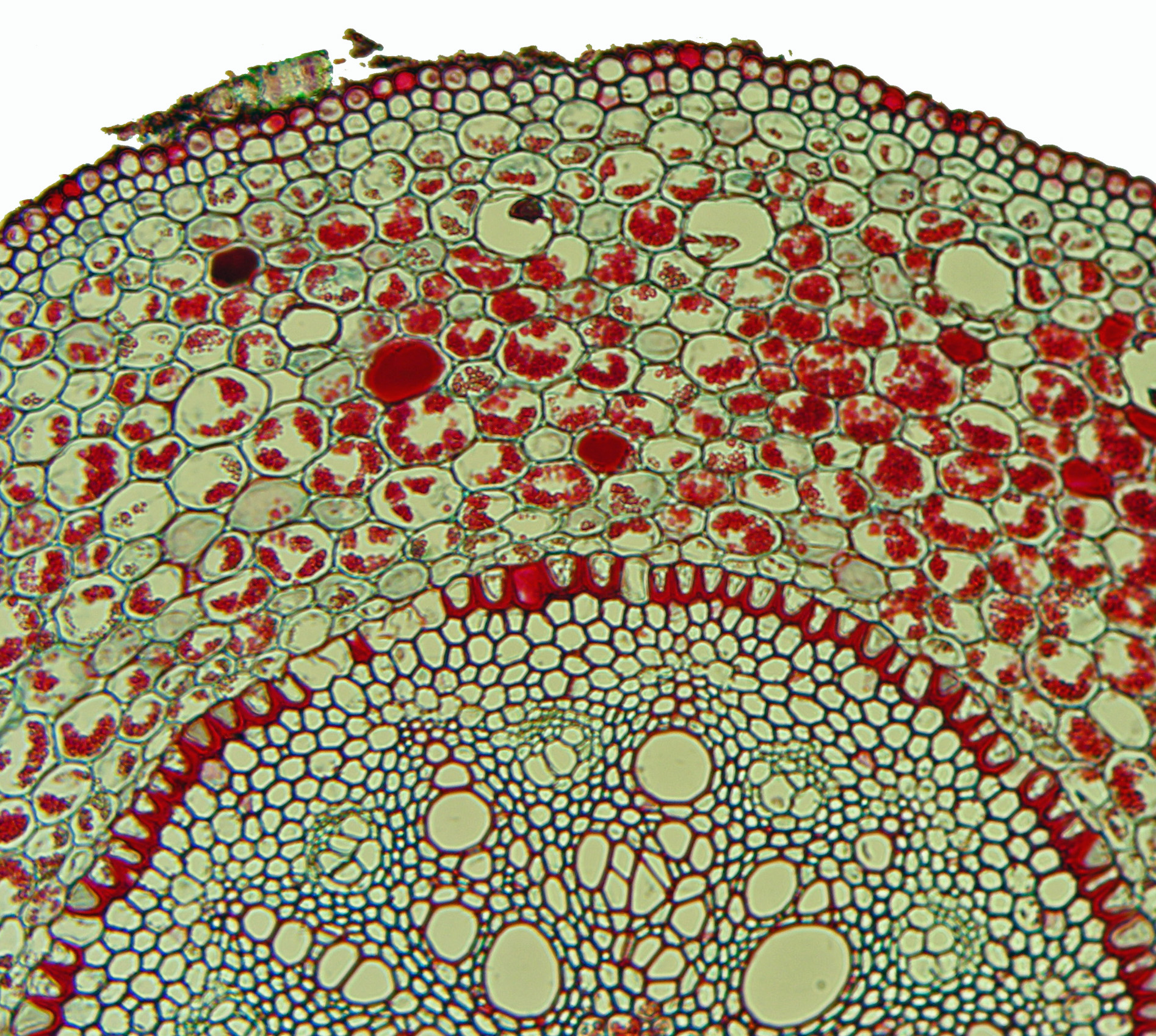 Roots Monocot