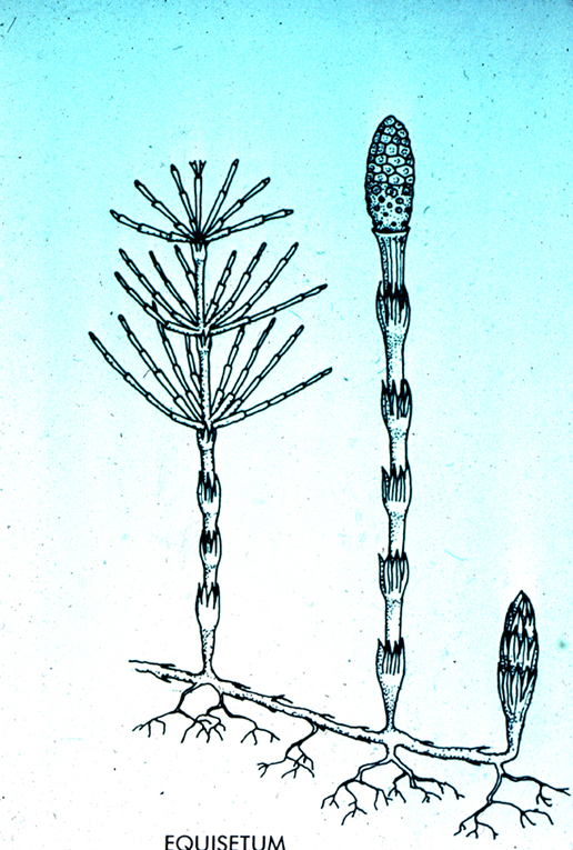 Sporophyte Diagram