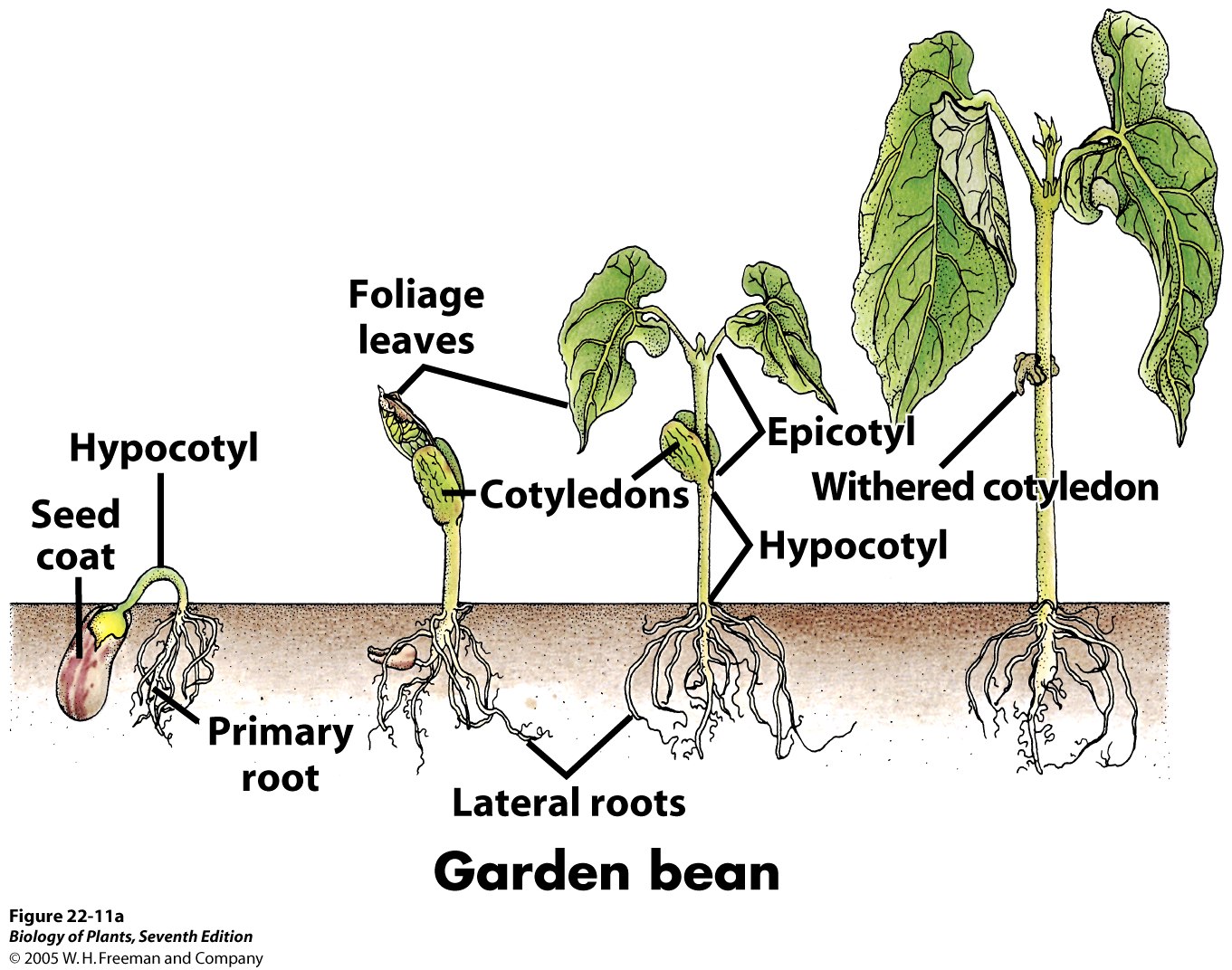 biology-pictures-seed-germination-in-plants