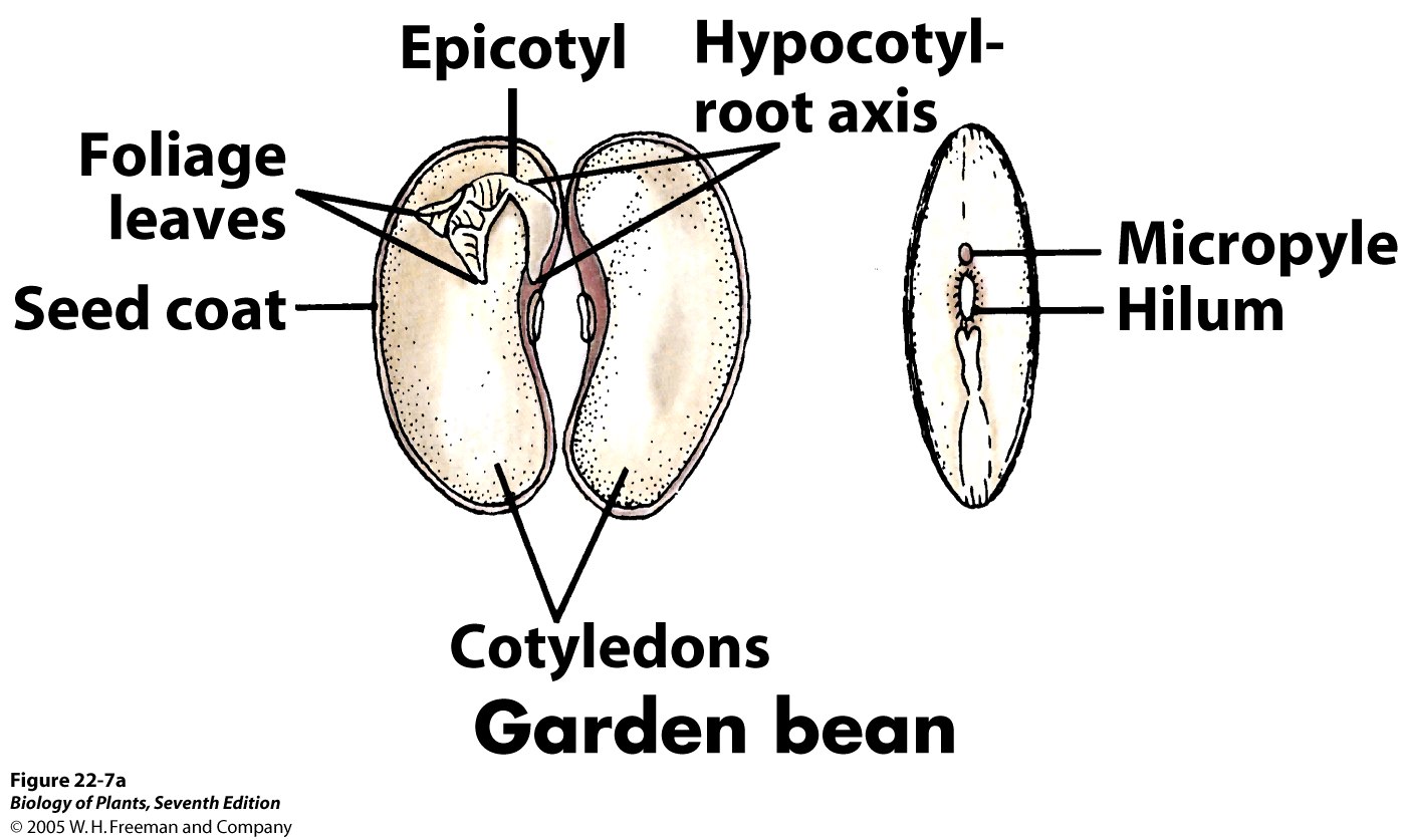 dicotyledonous seed