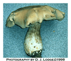 Picture of a fungus